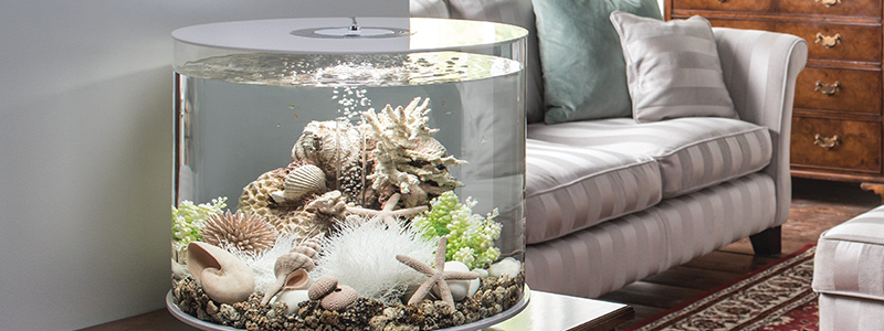 10 Best Suitable Fishes for a 5-Gallon Tank