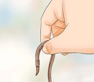 A large number of white or tan worms
