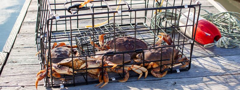 A Simple DIY Crab Trap for Catching Aquarium Pests