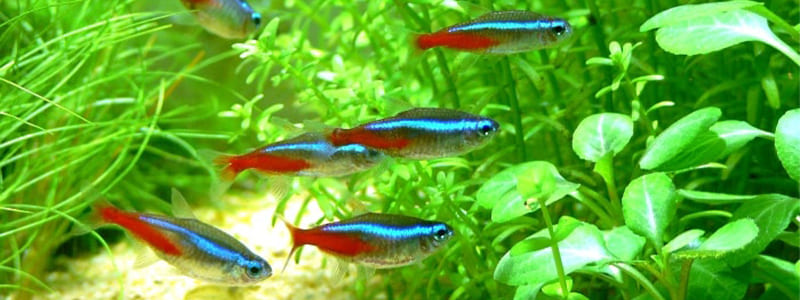 About the Neon Tetra Tank Size