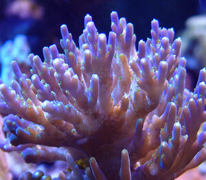 Acropora-Eating Flatworms