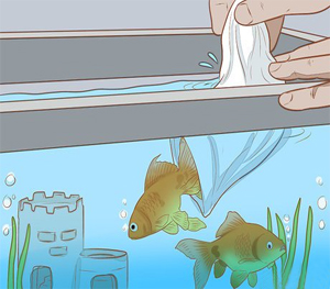 Adding Fish to the Tank