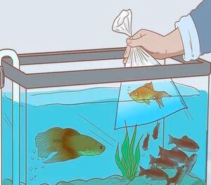 Adding Too Many Fishes In A New Aquarium