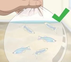 Adding Your Precious Fish
