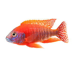 African Cichlid