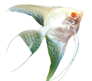Albino Angelfish 