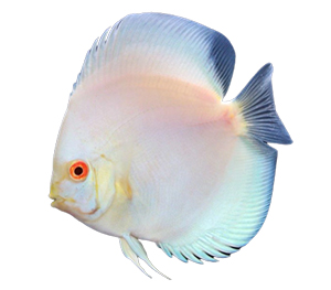 Albino Turquoise Discus