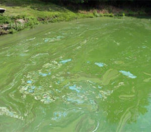 Algae Bloom or Green Water