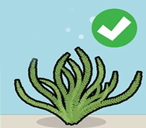 Allow Moss to Settle