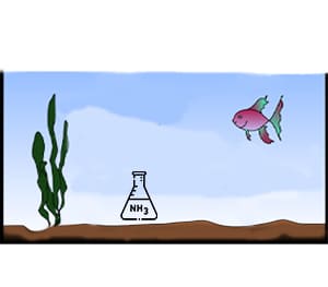Ammonia Spikes