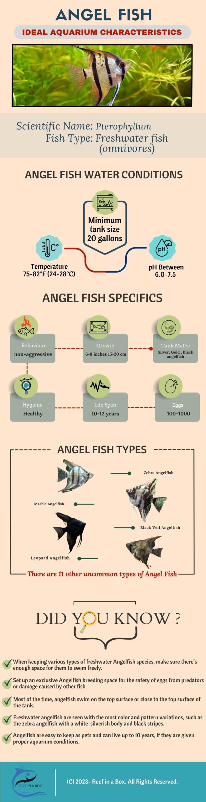 Angel Fish Infographics