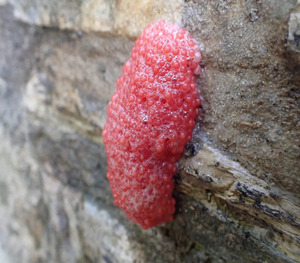 Apple Snail Eggs