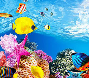 Aquarium Background