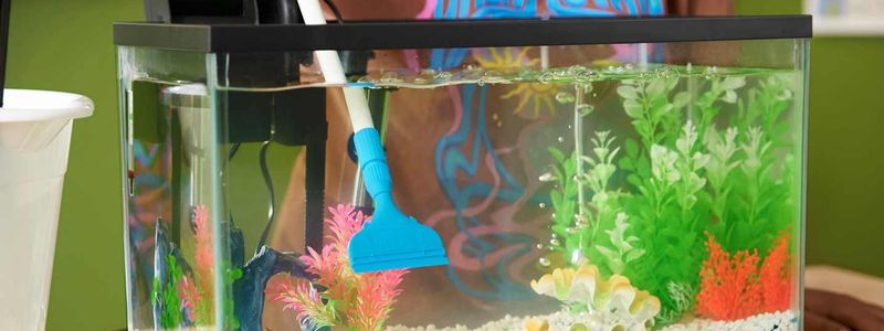 Aquarium Care Tips: An Ultimate Guide