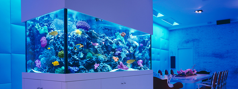 Aquarium Design Ideas for Home