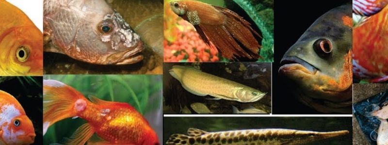 Aquarium Fish Diseases and Their Cure