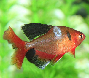 Aquarium Fish Fungus