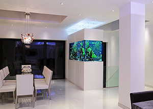 Aquarium In A Wall Divider