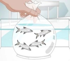 Aquarium Size Requirements