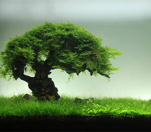 Aquarium Tree Bonsai Driftwood for Fish Tank