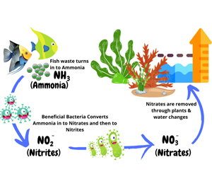 Aquarium Water Cycling