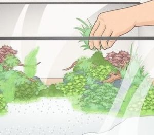 Aquascaping And Decorations