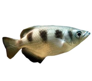 Archerfish