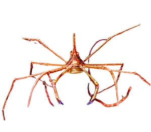 Arrow Crabs