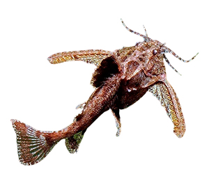 Asian Stone Catfish