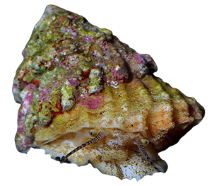Astraea snails 