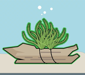 Attach to Driftwood or Rock