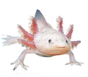 Axolotl