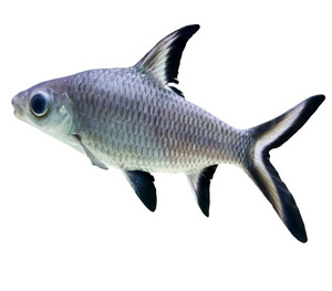 Bala Shark