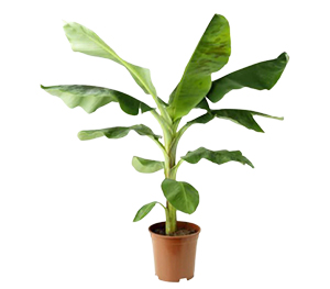 Banana Plant