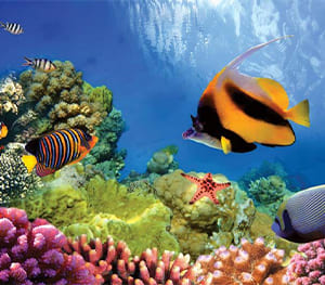 Barrier Reef