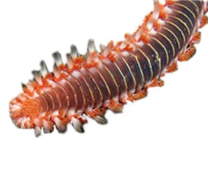 Bearded Fireworms