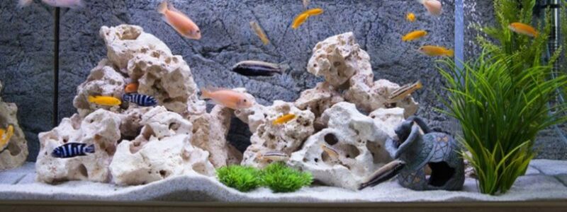 Benefits of A 100-Gallon or Large Fish Tank