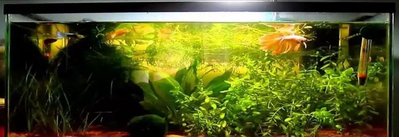 Best 10 Gallon Aquarium