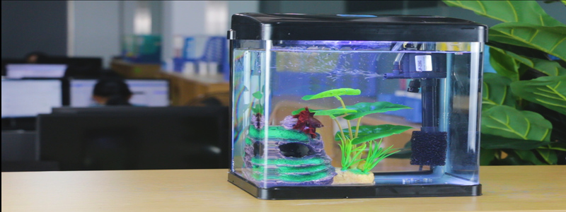 Best 2 Gallon Fish Tank