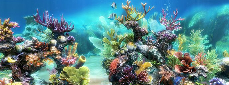 Best Aquarium Backgrounds