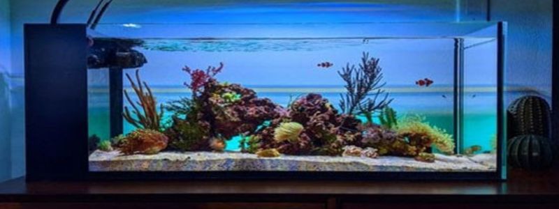 Best Aquarium Filters