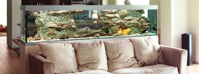 Best Aquarium For Your Home