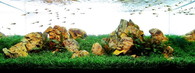 Best Aquarium Grass