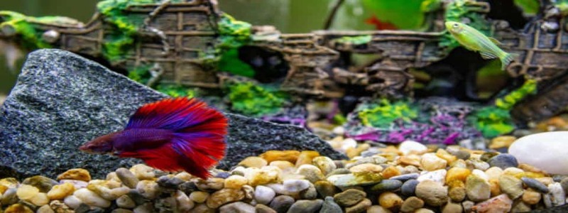 Best Aquarium Gravel