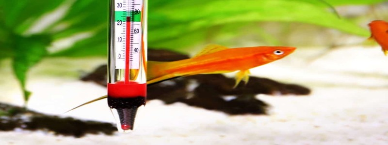 Best Aquarium Thermometer