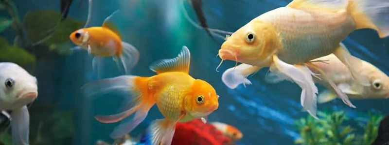 10 Best Cold Water Fishes You Can Keep Without A Heater