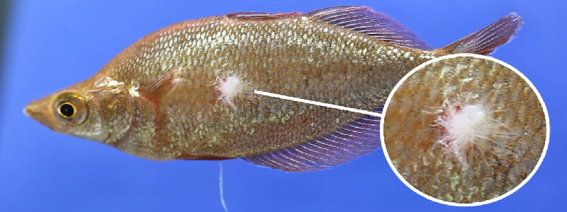 Best Fish Fungus Treatment For Your Aquarium