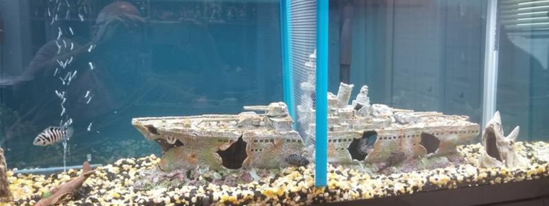 Best Fish Tank Dividers