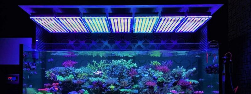 Best Lighting For Reef Tank
