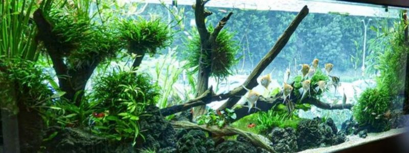 Best Planted Aquarium Lights